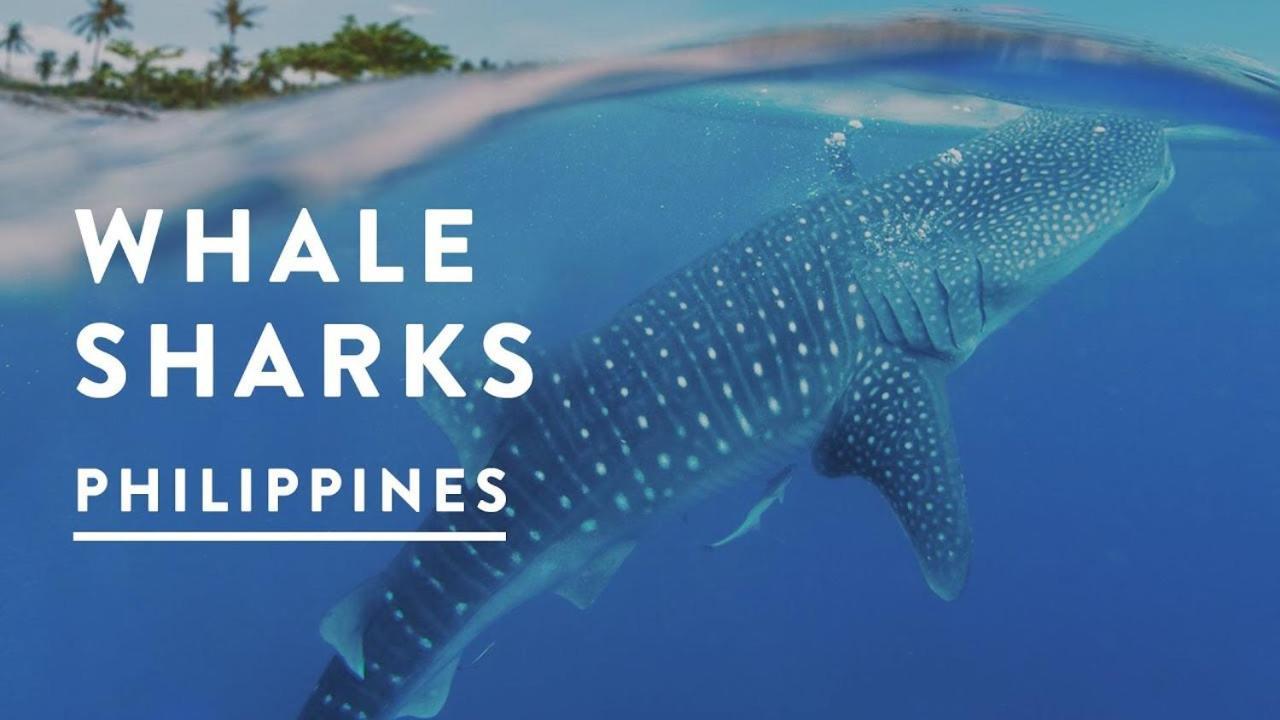 Saekyung Village One Lapu-Lapu City Dış mekan fotoğraf